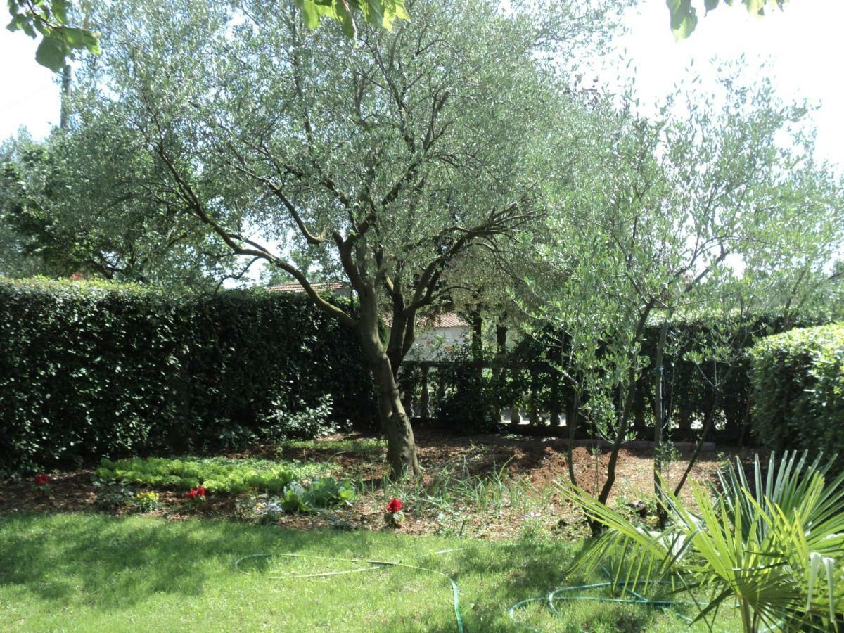 Apartment Martina Biograd Na Moru Εξωτερικό φωτογραφία